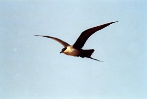 Jaeger, Long-tailed, Nome, AK, 1999-06, B07P20I01